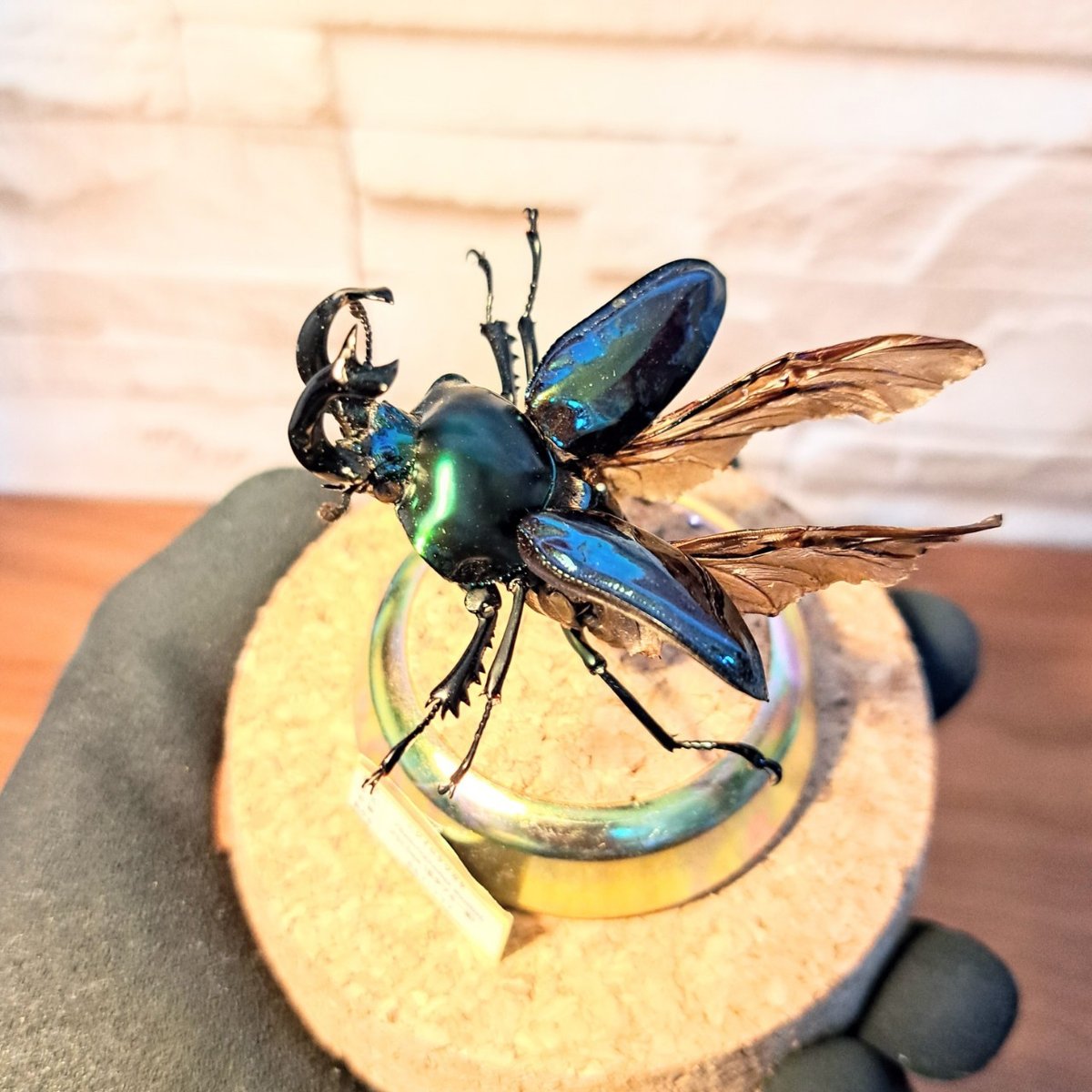 1点もの【昆虫標本】ニジイロクワガタ♂53.5mm(希少ブルー系