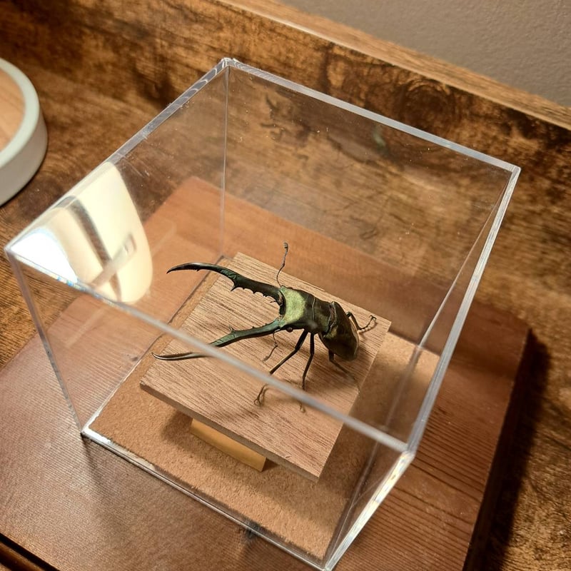 メタリフェル　大中小セット　標本 メタリフェル 大中小セット 標本 メタリフェル 大中小セット