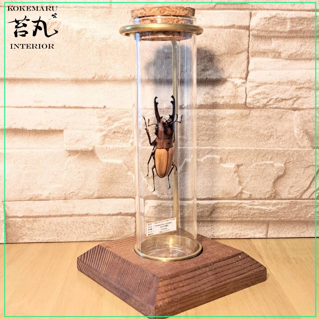 ビンテージ　ガラス製　毒壺　昆虫採集 大正 硝子小壷 b（1912–1926 CE） | 入蘆花（ロカニイル）