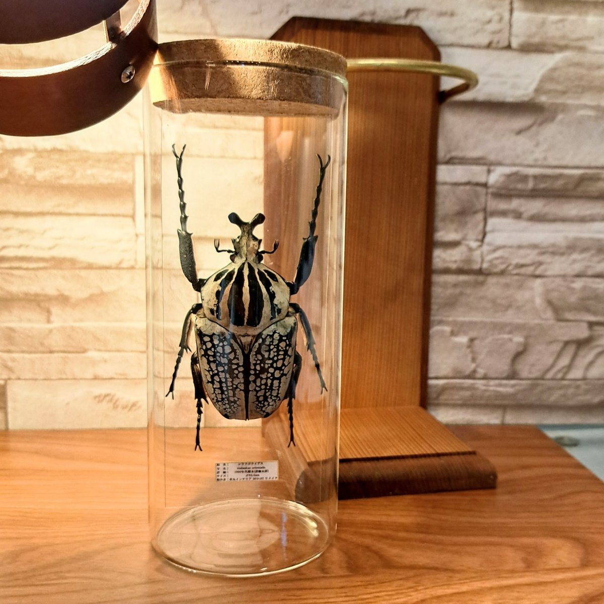 雉 鳥類標本 ガラスケース付き 雉 鳥類標本 ガラスケース付き 雉 鳥類