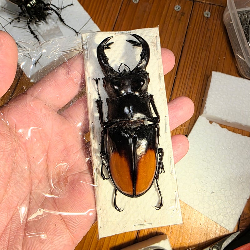 標本用死虫】特大 パリーフタマタクワガタ ♂85mmUP 数量限定｜厳選
