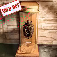 【昆虫標本】アクテオンゾウカブト　胸角の長い良型 標本 フレンチギアナ産 アクティオンゾウカブト 昆虫標本 Beetle