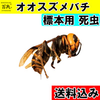 標本用死虫(パック標本) ※送料込み】メタリフェルホソアカクワガタ
