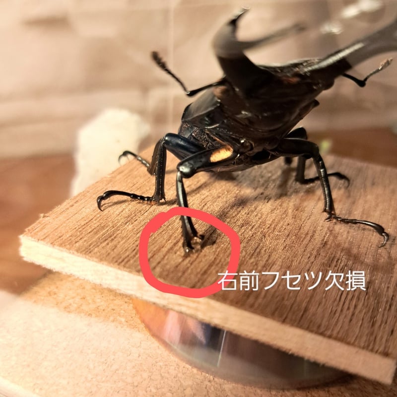 B品価格【昆虫標本】ドンキエルコクワ(赤ドンキ)♂70.2mm 立体 B品価格【昆虫標本】ドンキエルコクワ(赤ドンキ)♂70.2mm 立体