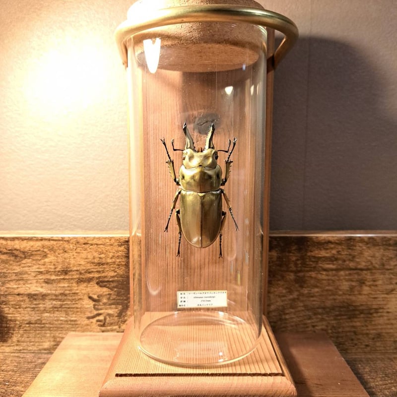 オウゴンオニクワガタ　約75㎜（針穴無し） オウゴンオニクワガタ 約75㎜（針穴無し）