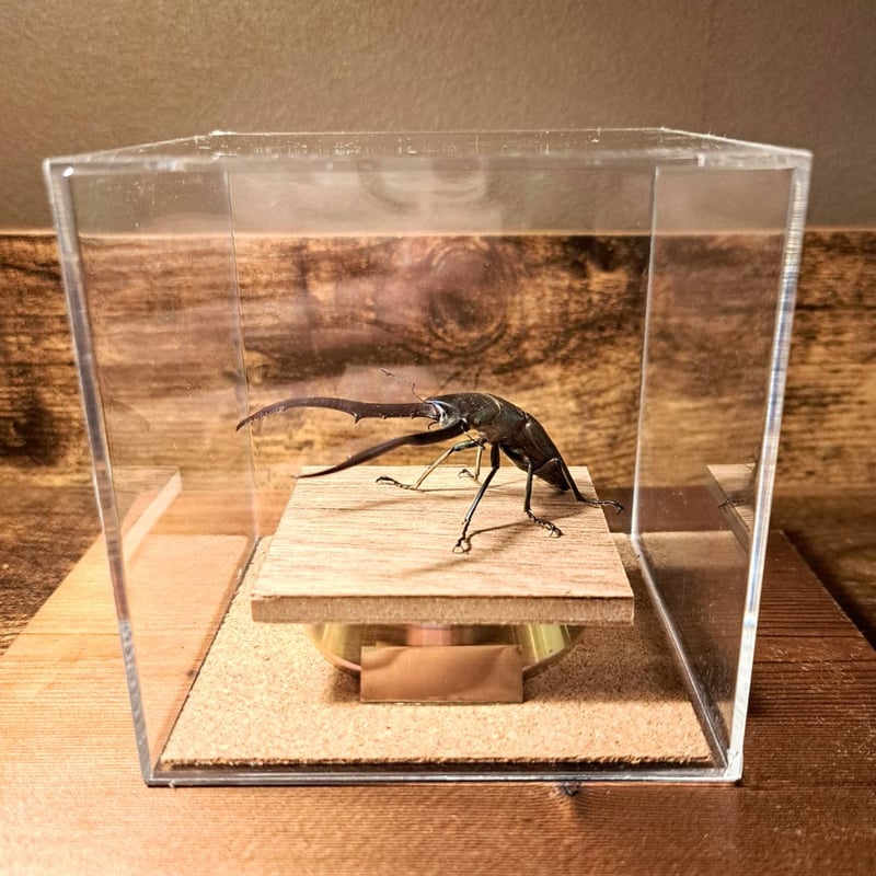 メタリフェルホソアカクワガタ(95mm)標本 オプション選択可商品】＜定番＞メタリフェルホソアカクワガタ