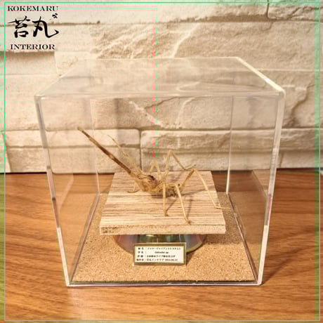 苔丸インテリア(公式ネットショップ)