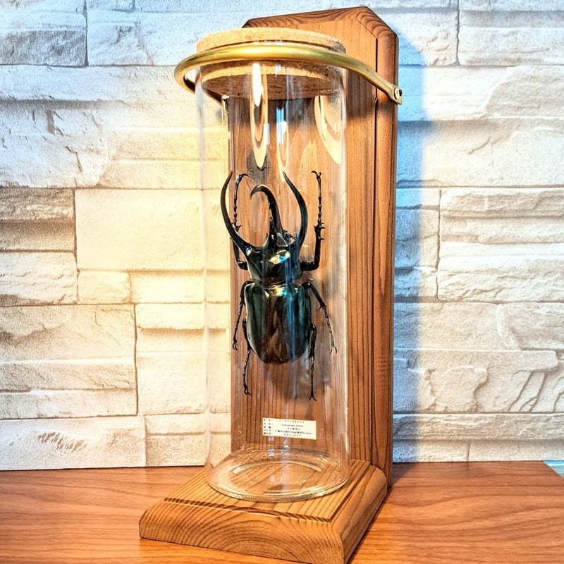 1点もの【昆虫標本】(レア品)コーカサスオオカブト♂単体99.5mm