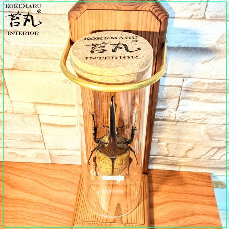 残り在庫1点【昆虫標本】ヘラクレスオオカブト(ヘラヘラ)♂140mmUP