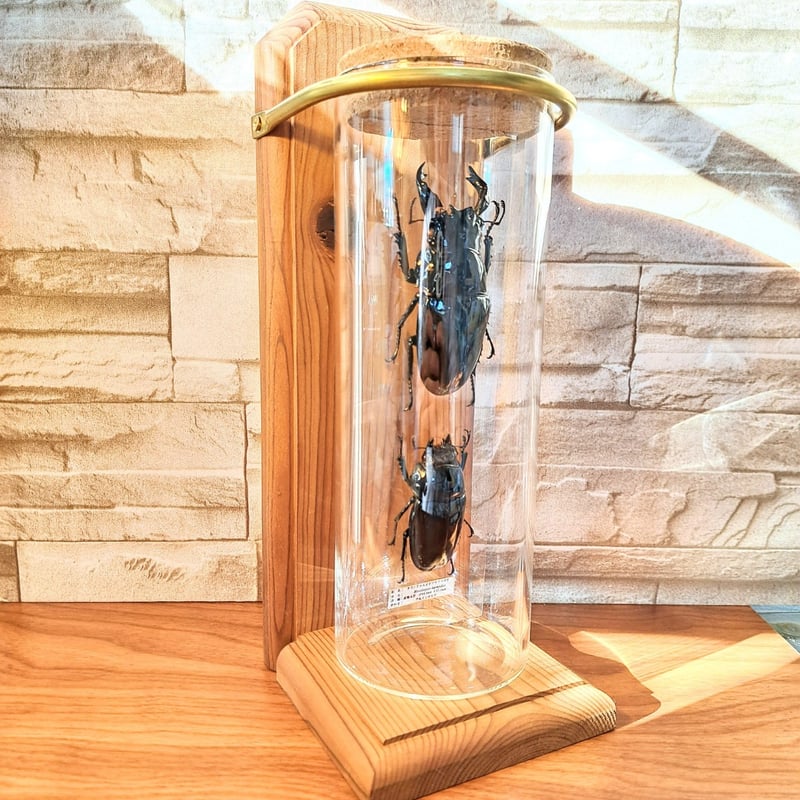 1点もの【昆虫標本】(大型)タランドゥスオオツヤクワガタ♂84.3mm