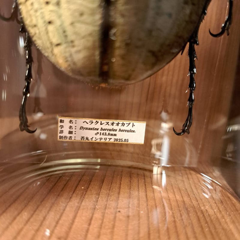 HYOHON『柱』L】ヘラクレスオオカブト♂143.8mm | 苔丸インテリア(公式