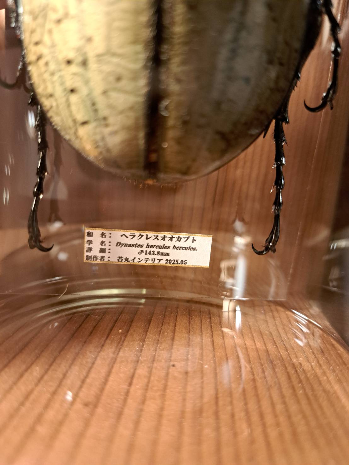 HYOHON『柱』L】ヘラクレスオオカブト♂143.8mm | 苔丸