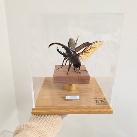 【HYOHON-角(kaku)-】ヘラクレスオオカブト113mm♂(Dynastes hercules hercules)