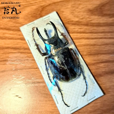 【標本用死虫 ※送料込み】アトラスオオカブト♂60～70mm 未展足個体