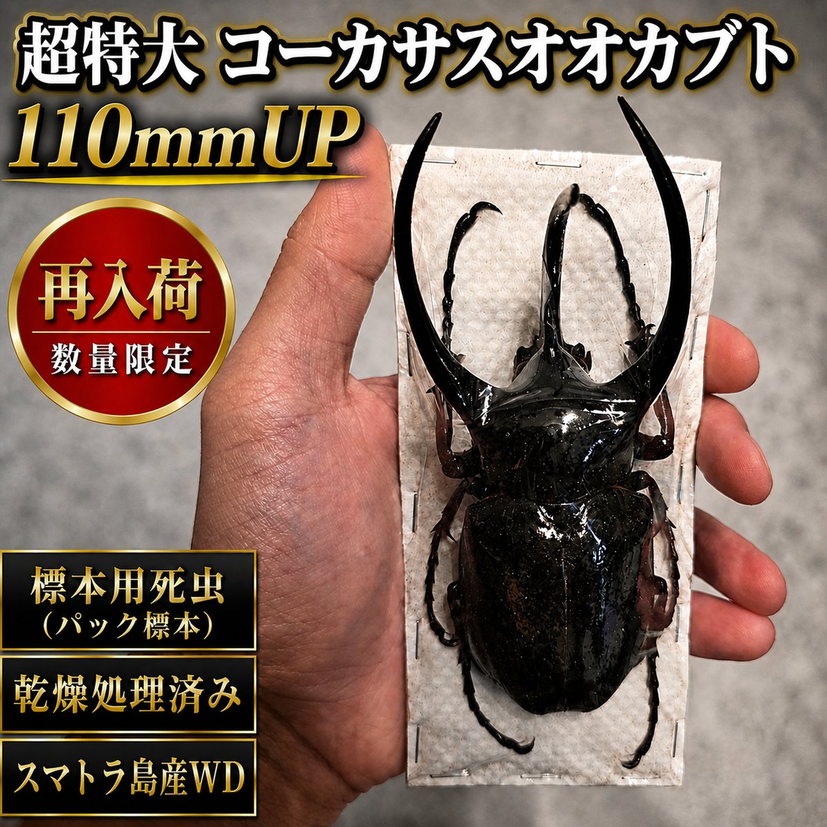 標本用死虫（パック標本）】 超特大 コーカサスオオカブト ♂110mmUP