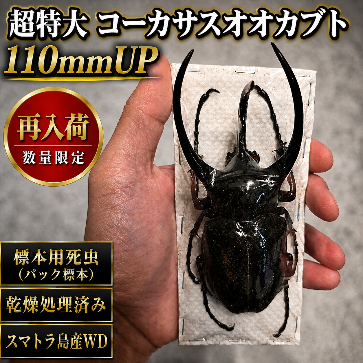 高スペック良型カブトムシ　80.0㎜　標本 original