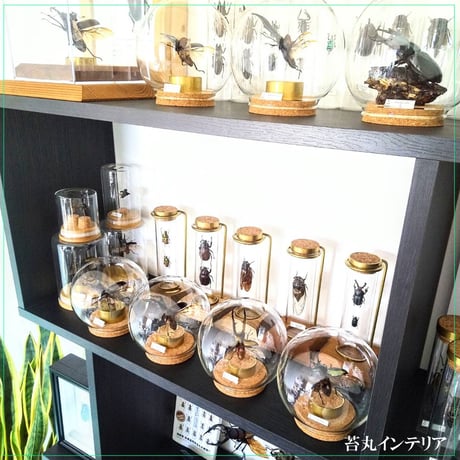 １点もの【昆虫標本】ゴロファ・ポルテリ♂94.1mm飛翔 透明ケース展示