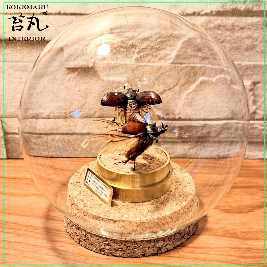 1点もの【昆虫標本】バラタスサスマタサイカブト♂♀セット 飛翔型  