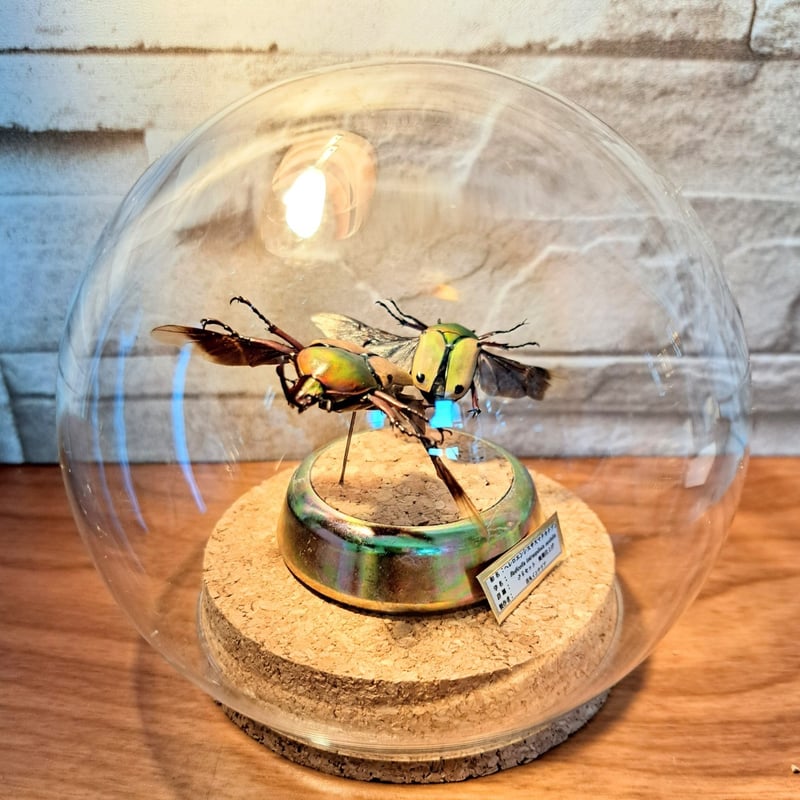 1点もの【昆虫標本】ヘレロエンシスサスマタカナブン♂♀ペア飛翔