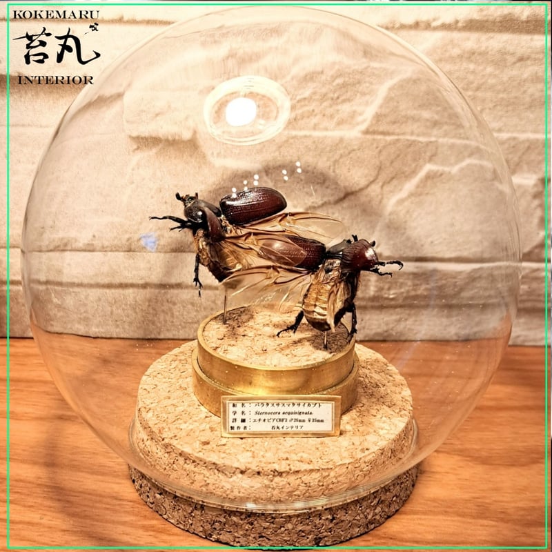 サオトメ島産 ラティカバトゥスサイカブト 63mm 【公式通販】