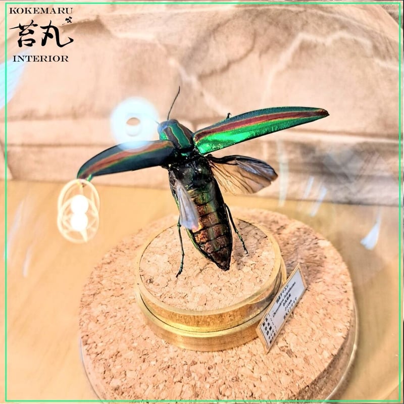 昆虫標本】ヤマトタマムシ40mm飛翔型ガラスドーム展示 | 苔丸