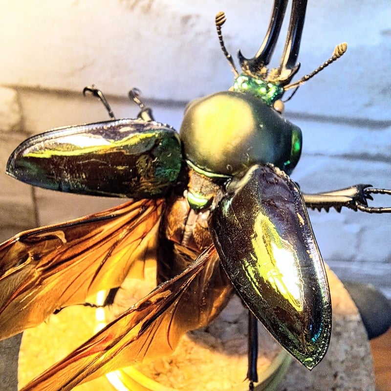 1点もの【昆虫標本】(特大)ニジイロクワガタ♂63.3(グリーン系