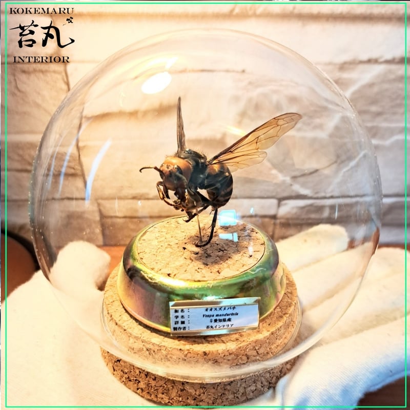 昆虫標本】オオスズメバチ♀ミツバチ捕獲瞬間飛翔仕上げ ガラスドーム