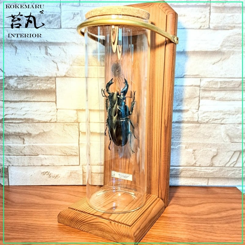 残り在庫1点【昆虫標本】(大型)タランドゥスオオツヤクワガタ