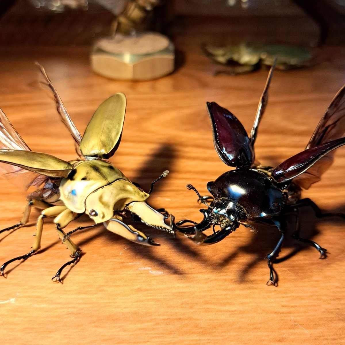 昆虫標本】ババオウゴンオニクワガタ♂57mm 立体飛翔型ガラス 昆虫標本】ババオウゴンオニクワガタ♂57mm 立体飛翔型ガラス