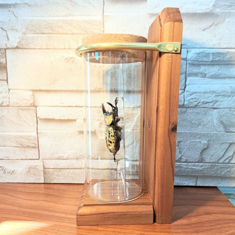 1点もの【昆虫標本】(中サイズ)ティティウスシロカブト♂ 中サイズ