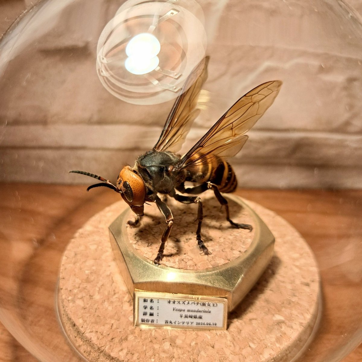 【昆虫標本】オオスズメバチ♀ミツバチ捕獲瞬間飛翔仕上げ ガラスドーム展示 昆虫標本】オオスズメバチ♀ミツバチ捕獲瞬間飛翔仕上げ ガラス