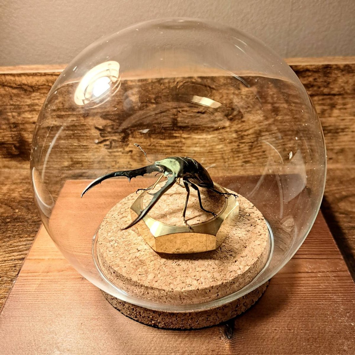 メタリフェルホソアカクワガタ(95mm)標本 メタリフェルホソアカクワガタ(95mm)標本 メタリフェルホソアカ
