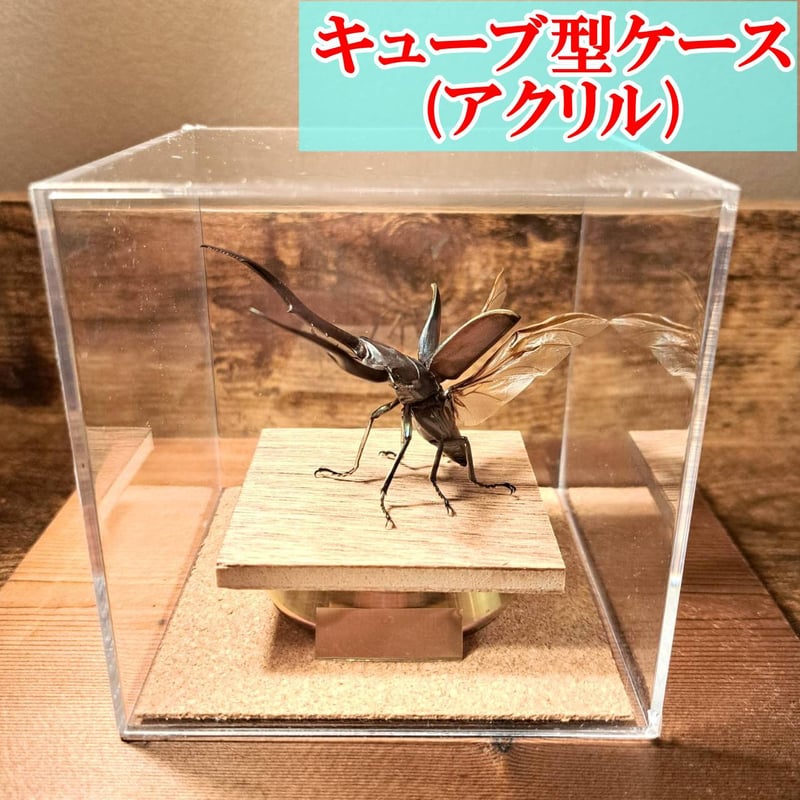 オプション選択可商品】＜定番＞メタリフェルホソアカクワガタ(レア
