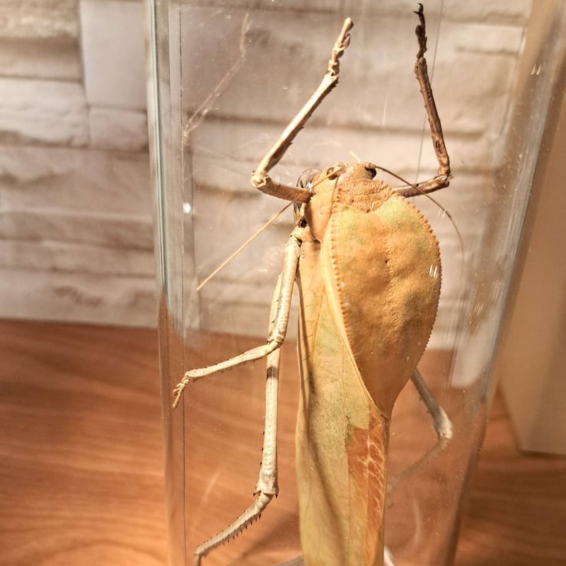 ニューギニア 虫の標本