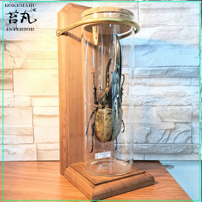 ラグジュアリー【昆虫標本】特大サイズヘラクレスオオカブト163.7mm