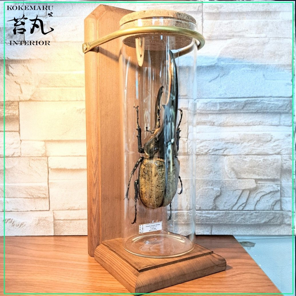 ラグジュアリー【昆虫標本】特大サイズヘラクレスオオカブト163.7mm