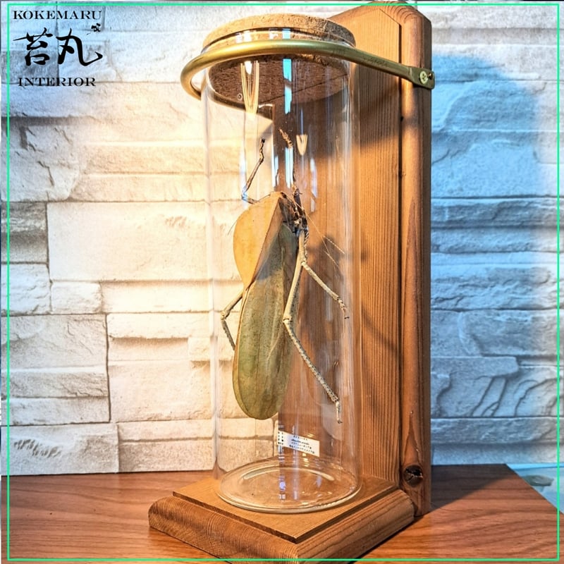 1点もの【昆虫標本】オオコノハギス(特大キリギシス) パプア