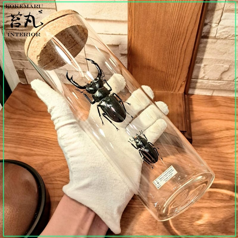 【野外個体標本】ウエストウッディオオシカクワガタ　亜種カズミアエ　約66mm ウエストウッディオオシカクワガタ(亜種カズミアエ) – タグ 