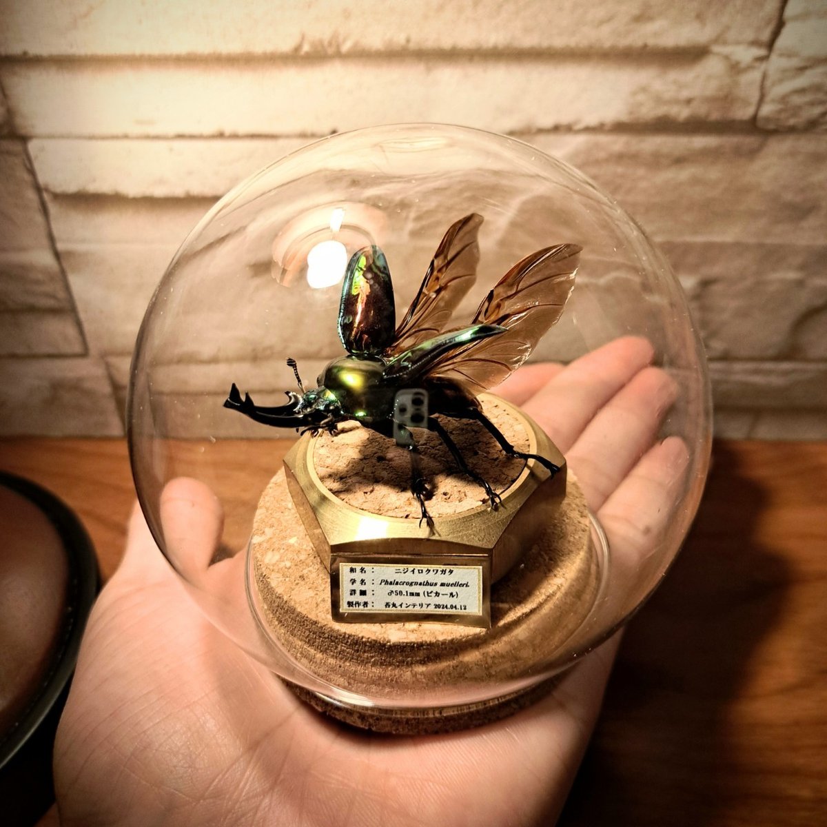 ニジイロクワガタ　美品 展足済】美麗 ニジイロクワガタ 4色セット左から54㎜51㎜52㎜53