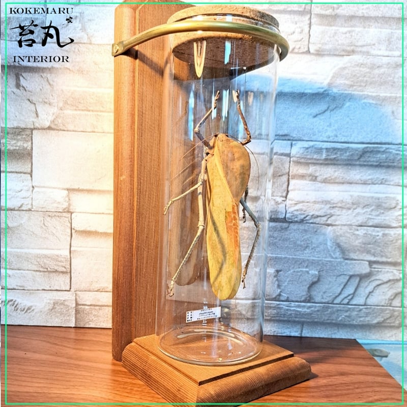 1点もの【昆虫標本】オオコノハギス(特大キリギシス) パプア