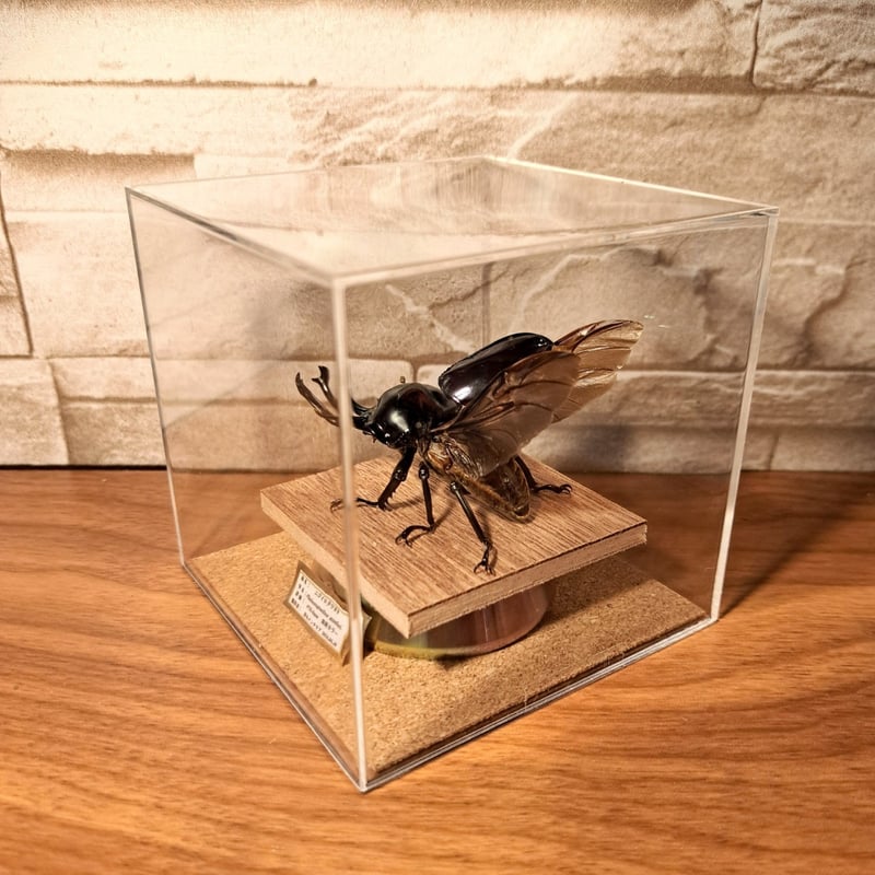 ニジイロクワガタ野外標本PAセット 【公式通販】