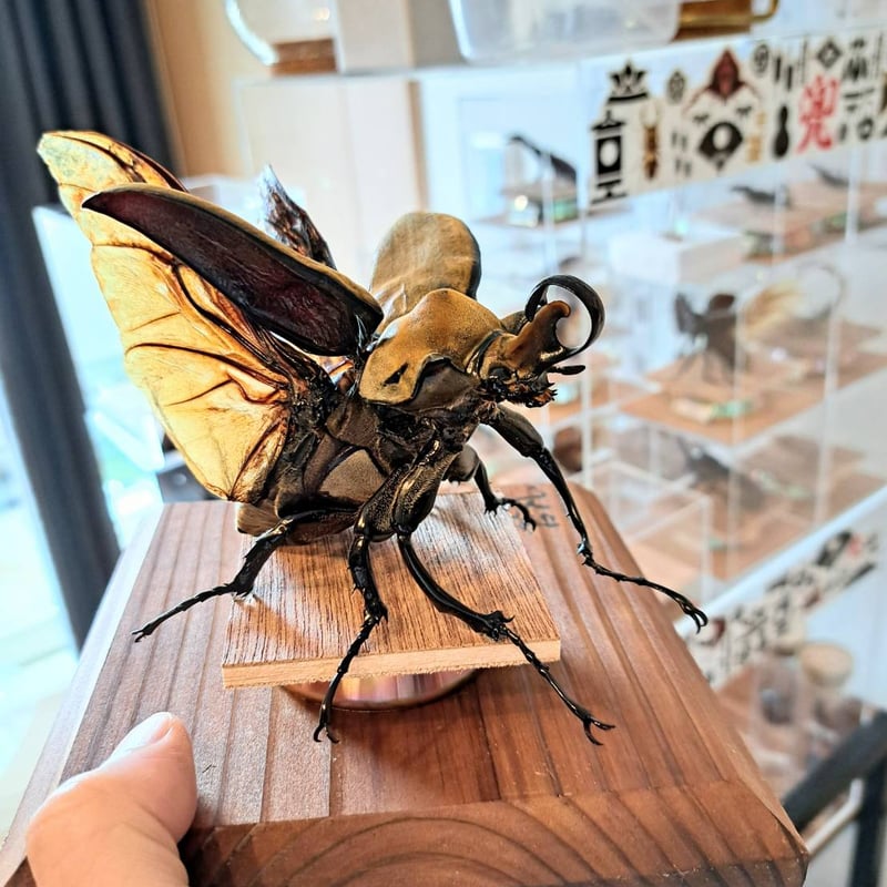【最終値下げ】エレファスゾウカブト　♂標本 エレファスゾウカブト 標本 ケース入り 約10cm ムシキングカード