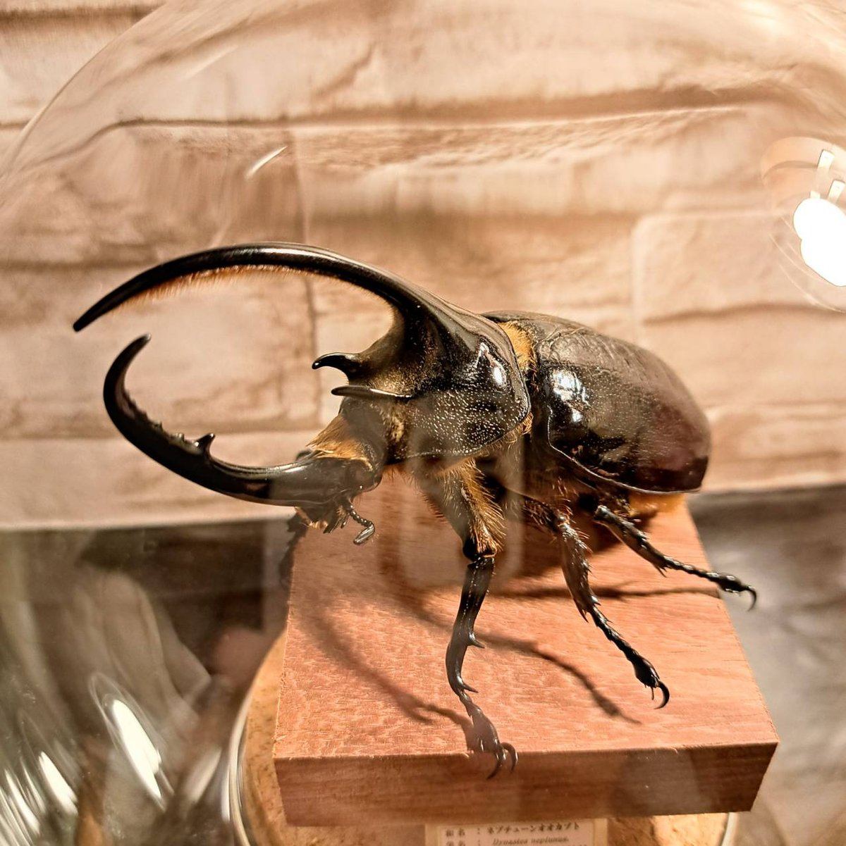 1点もの【昆虫標本】ネプチューンオオカブト♂立体標本ガラス 1点もの【昆虫標本】ネプチューンオオカブト♂立体標本ガラス