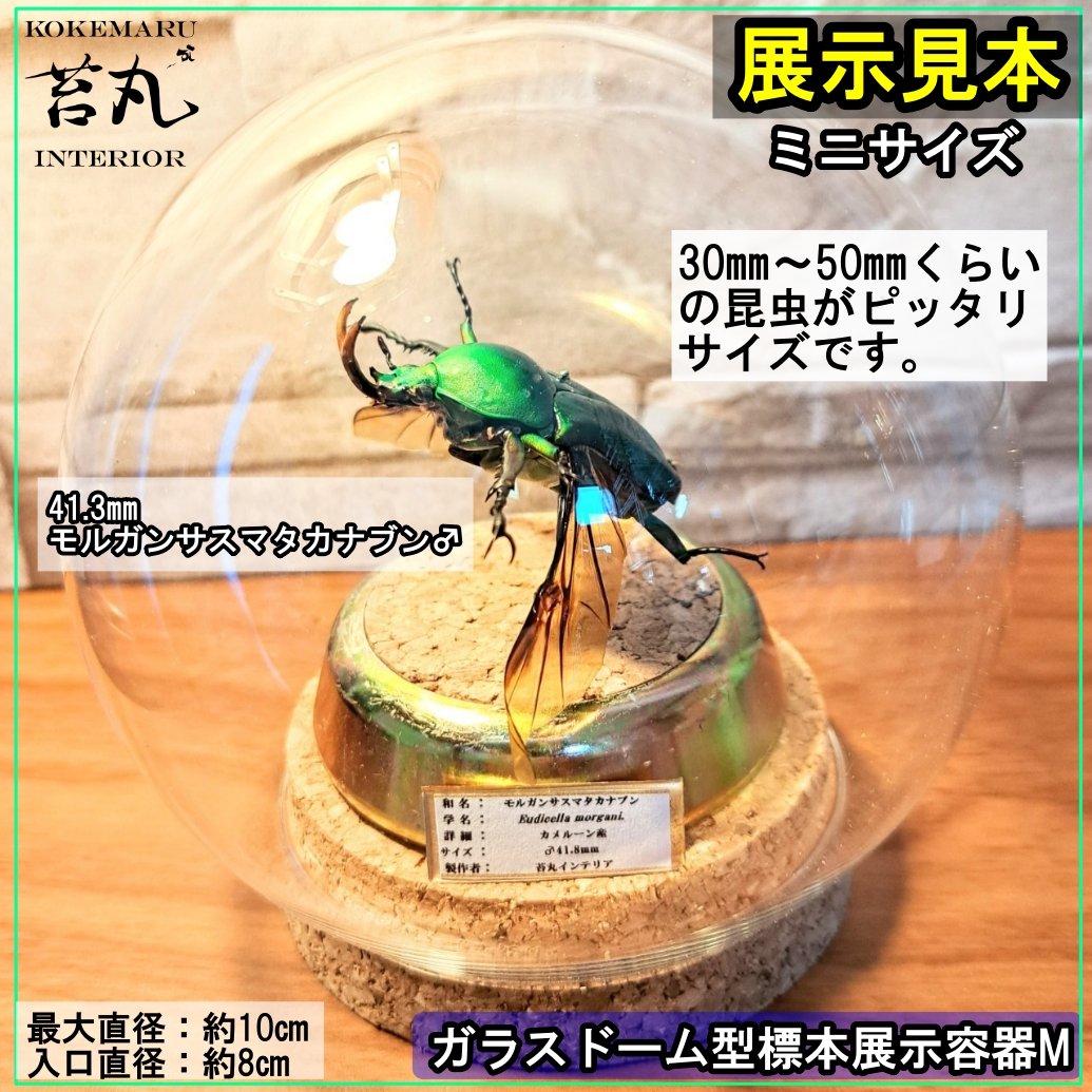 標本ケース 木製 ガラス多機能ケース 5点サイズ2点42cm3点40cm fit=scale-down,w=1200