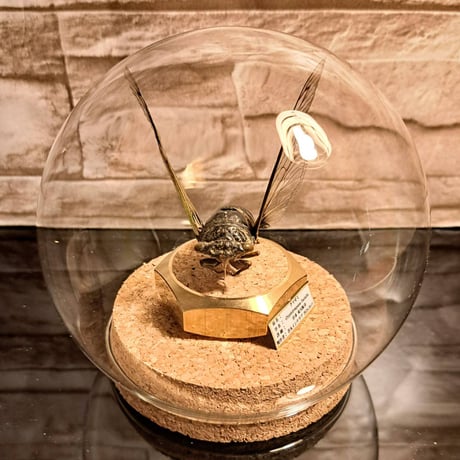 【昆虫標本】クマゼミ　飛翔型標本仕上げガラスドームM展示