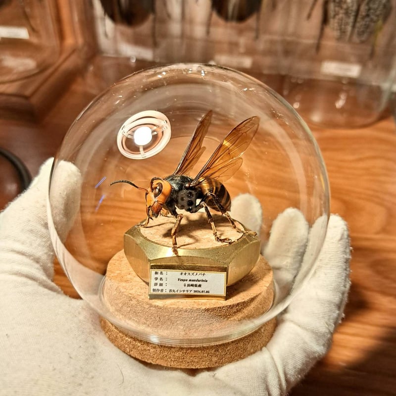 残り1【昆虫標本】オオスズメバチ(超特大サイズ)♀ 立体標本仕上げ