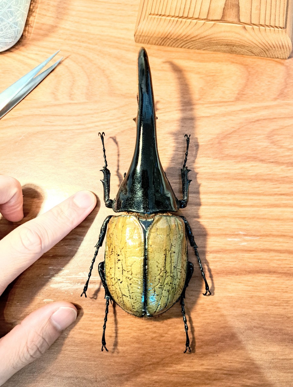 1点もの【昆虫標本】特大サイズ ヘラクレスオオカブト163mm 学術型
