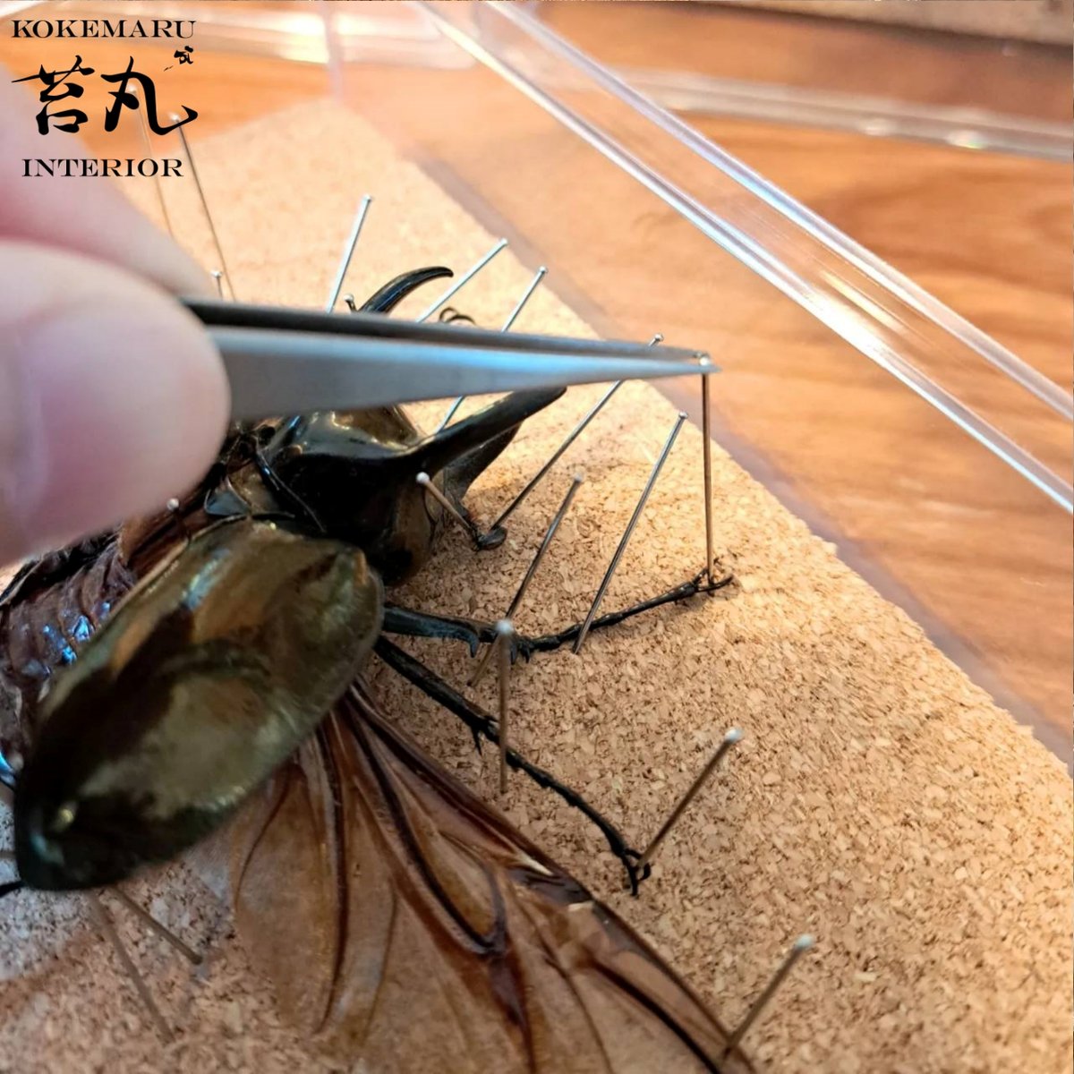 標本用死虫 ※送料込み】アトラスオオカブト♂60～70mm 未展足個体 | 苔