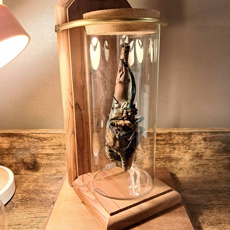 大型　ヘラクレスオオカブト　標本用　乾燥済み　自由研究 大型 ヘラクレスオオカブト 標本用 乾燥済み 自由研究の通販 by