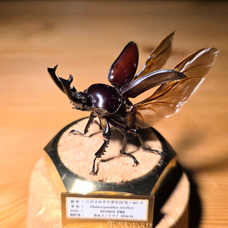 HYOHON-球(kyu)-光和】ニジイロクワガタ♂(紫紺ピカール)-Phalacrogna